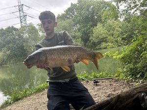 Common Carp
