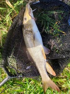 Barbel