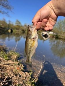 Smallmouth Bass