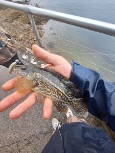 Ballan Wrasse