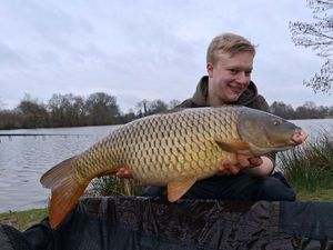 Common Carp