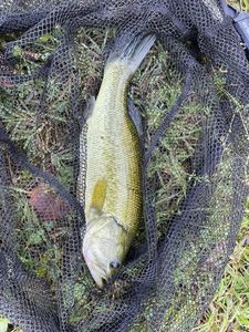 Largemouth Bass