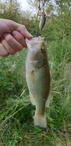 Largemouth Bass