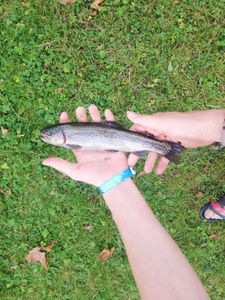 Rainbow Trout