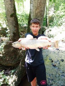 Brown Trout