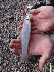 Lake Whitefish