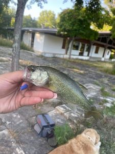 Smallmouth Bass