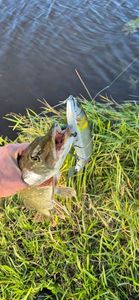 Chain Pickerel