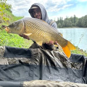 Common Carp