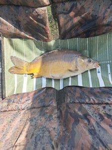 Leather Carp