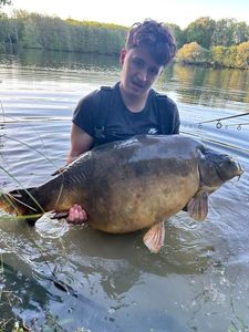 Common Carp