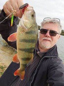 European Perch