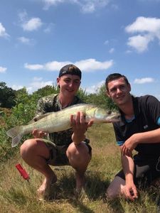 Zander