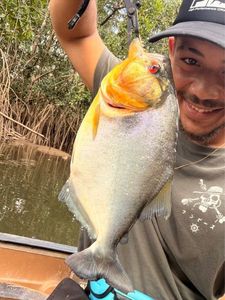 Black Piranha