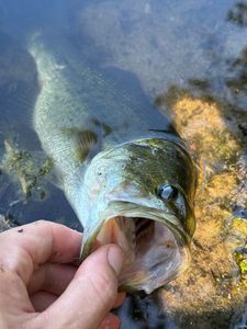 Largemouth Bass