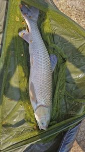 Grass Carp