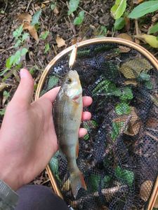 European Perch