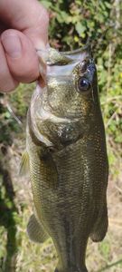 Largemouth Bass