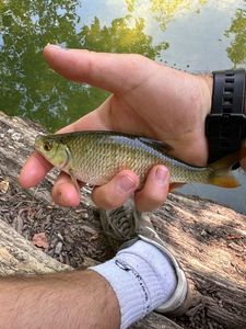 Roach