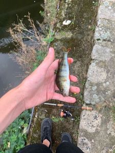 European Perch