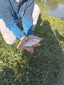 Common Bream