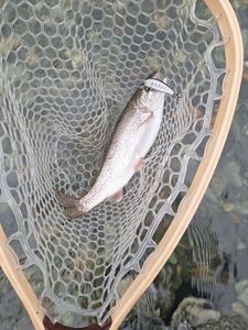 Rainbow Trout