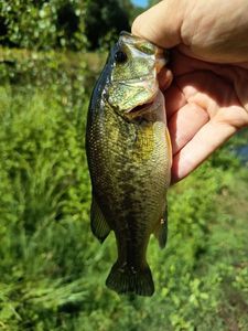 Largemouth Bass