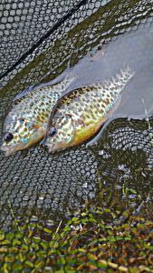 Green Sunfish