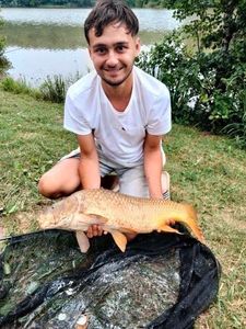Common Carp
