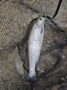 Rainbow Trout