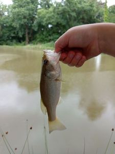 Largemouth Bass