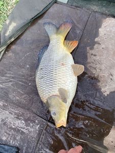 Common Carp