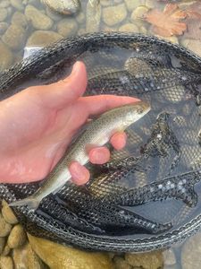Grayling