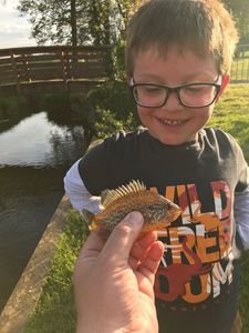 Green Sunfish