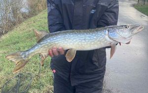 Northern Pike