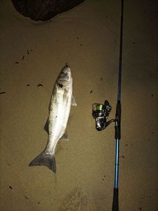 European Bass (Seabass)