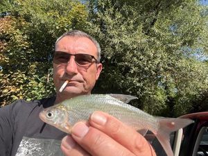 Common Bream