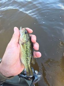 Largemouth Bass