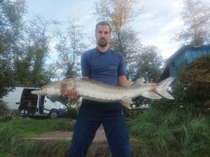 Sturgeon