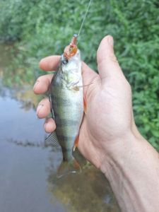 European Perch