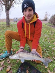 Zander