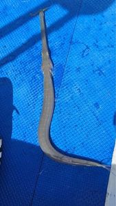 Trumpetfish