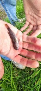 Round Goby