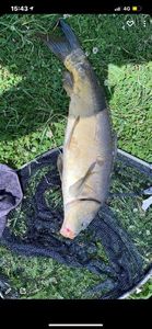 Mirror Carp