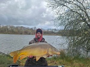 Common Carp