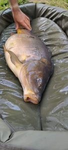 Leather Carp