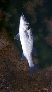 European Bass (Seabass)