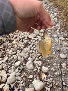 Green Sunfish