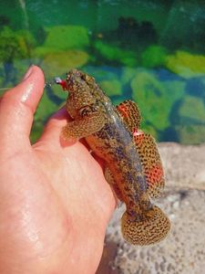 Giant Goby