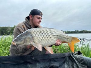 Common Carp